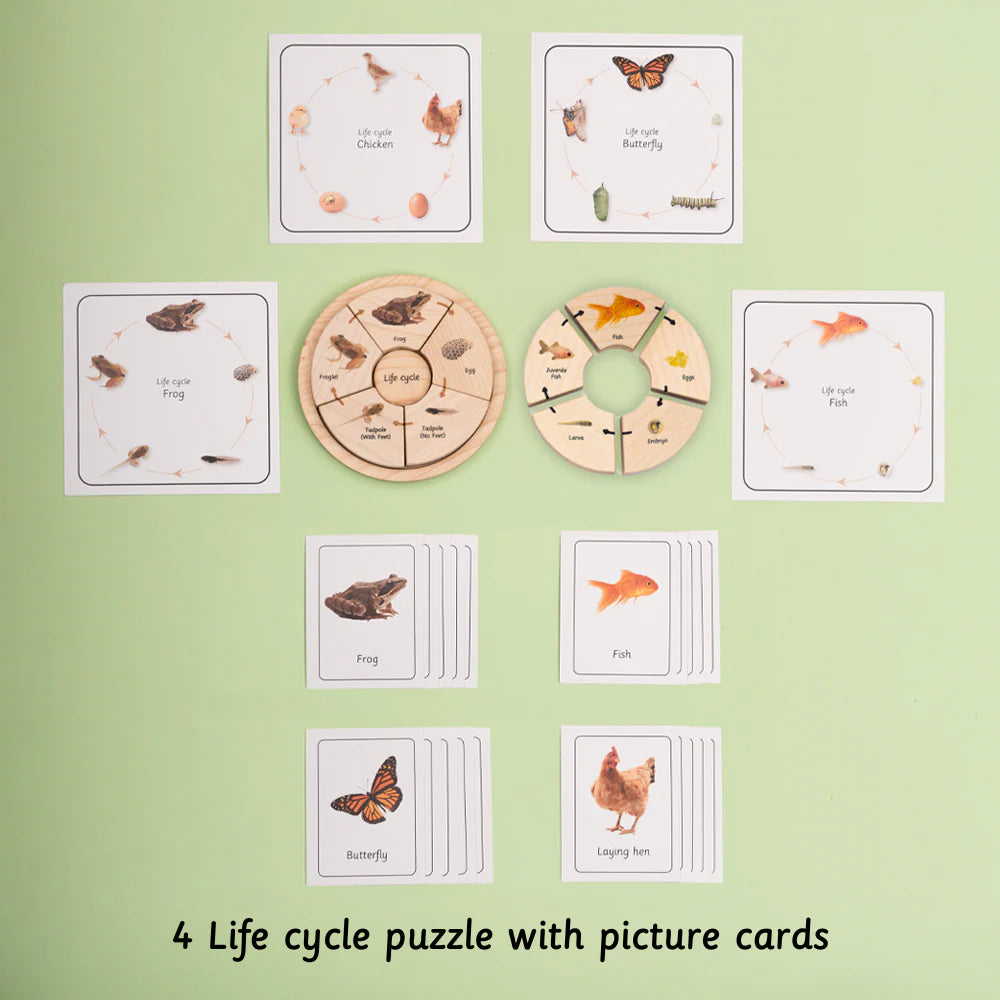 Life Cycle Puzzle - Oviparous