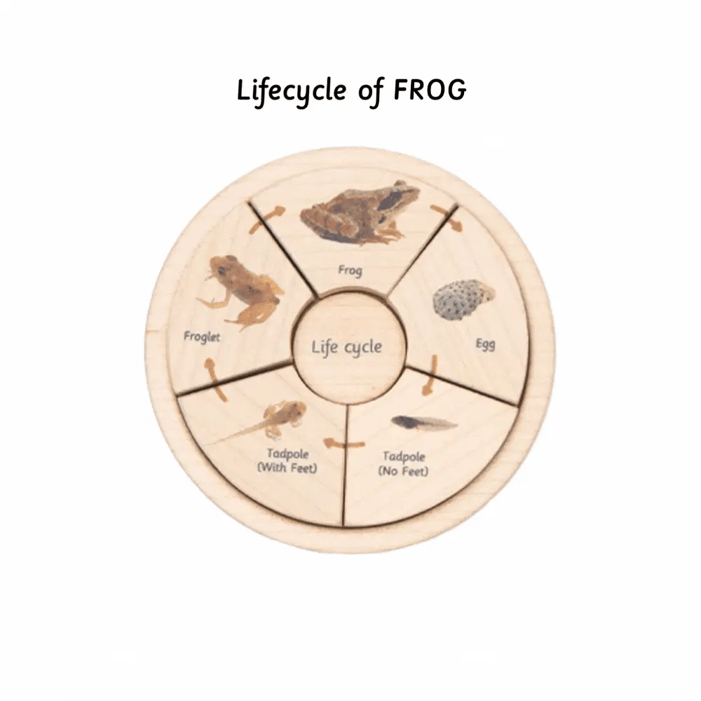 Life Cycle Puzzle - Oviparous